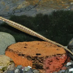 Nur Für Kurze Zeit Martens Süsswassernadel (Doryichthys martensii)